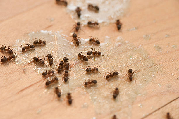  Lantana, FL Pest Control Pros