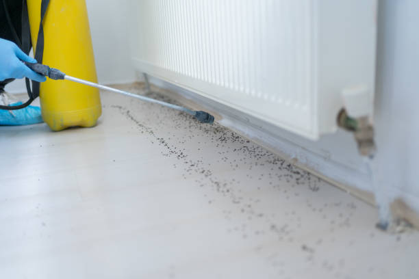 Best Emergency Pest Control  in Lantana, FL