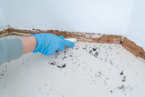 Best Ant Control Services  in Lantana, FL