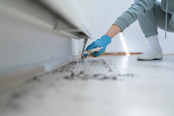 Best Ant Control Services  in Lantana, FL